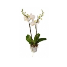 Орхидея Фаленопсис микс 2 ветки – ІМ «Обжора»