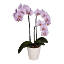Орхидея Фаленопсис микс 2 ветки – ИМ «Обжора»