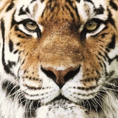 Серветки паперові новорічні Тигр Silken – ІМ «Обжора»