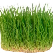 Микрозелень Пшеница – ИМ «Обжора»