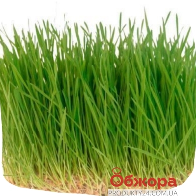 Мікрозелень Пшениця – ІМ «Обжора»