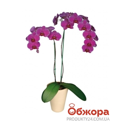 Орхидея Фаленопсис микс 2 ветки – ИМ «Обжора»