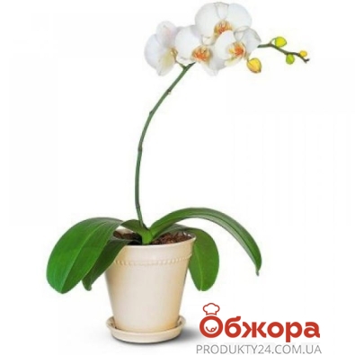Орхидея Фаленопсис микс  1ств. – ИМ «Обжора»