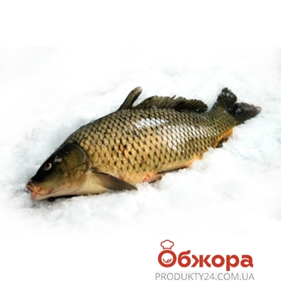 Риба Короп на льоду ваг.* – ІМ «Обжора»