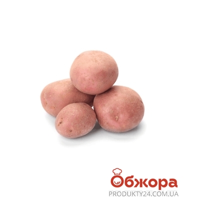 Картофель розовый мытый вес. – ІМ «Обжора»