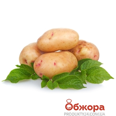 Картофель белый – ИМ «Обжора»